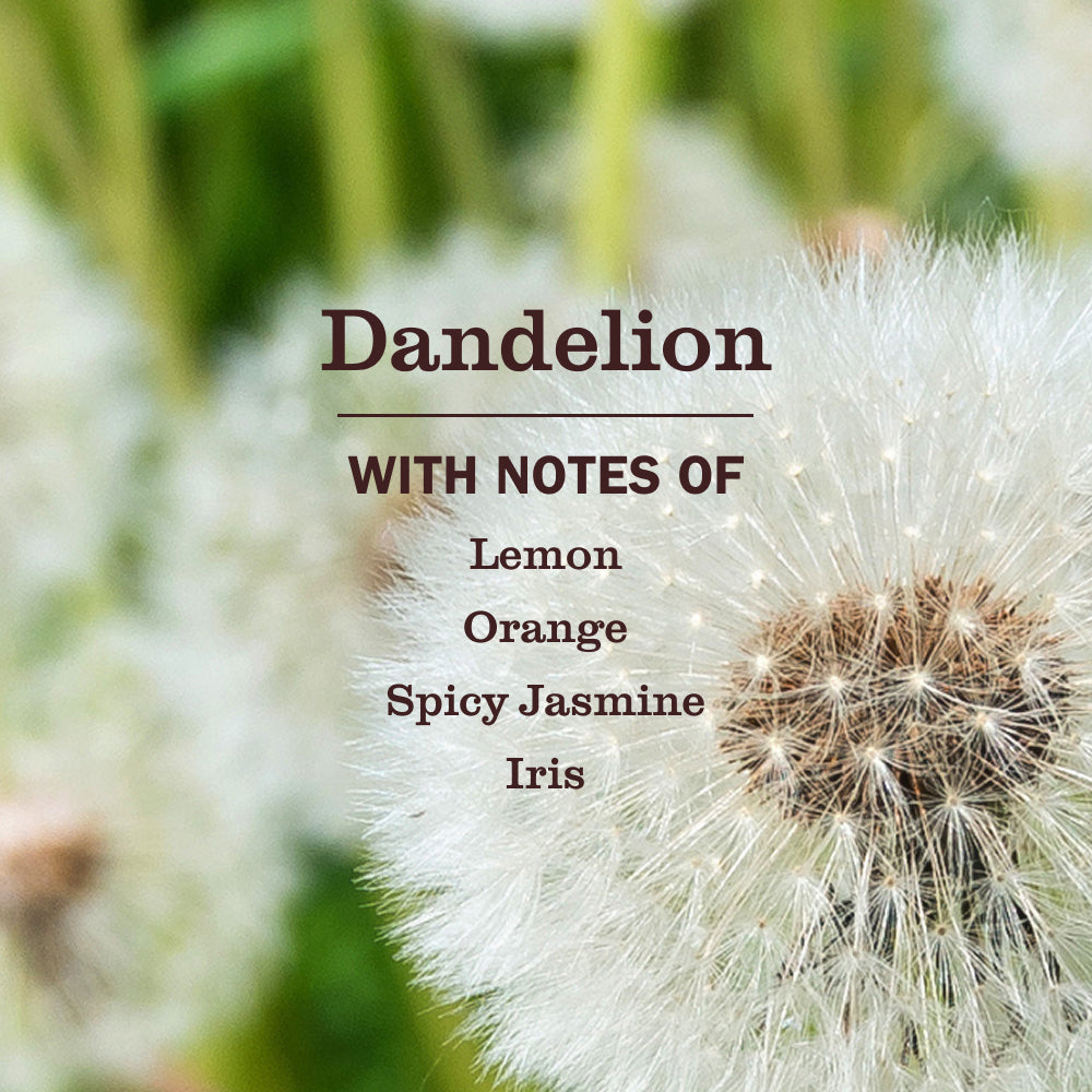 Dandelion Multi-Surface Cleaning Spray 3-Count Bundle | Mrs. Meyer's Clean Day
